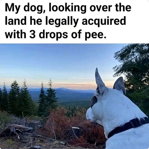 dog pee.png