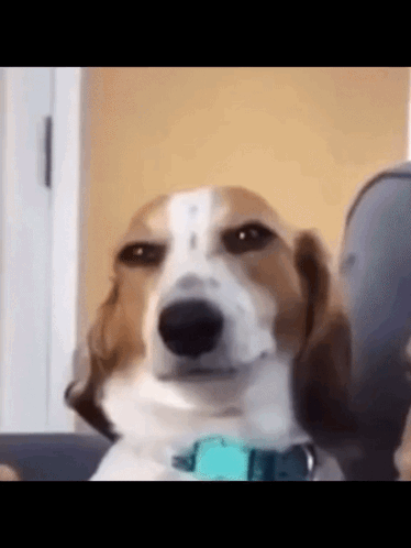 image.gif