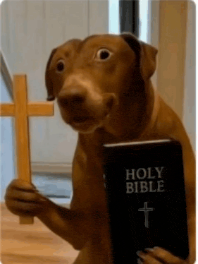 IMG_4238.gif